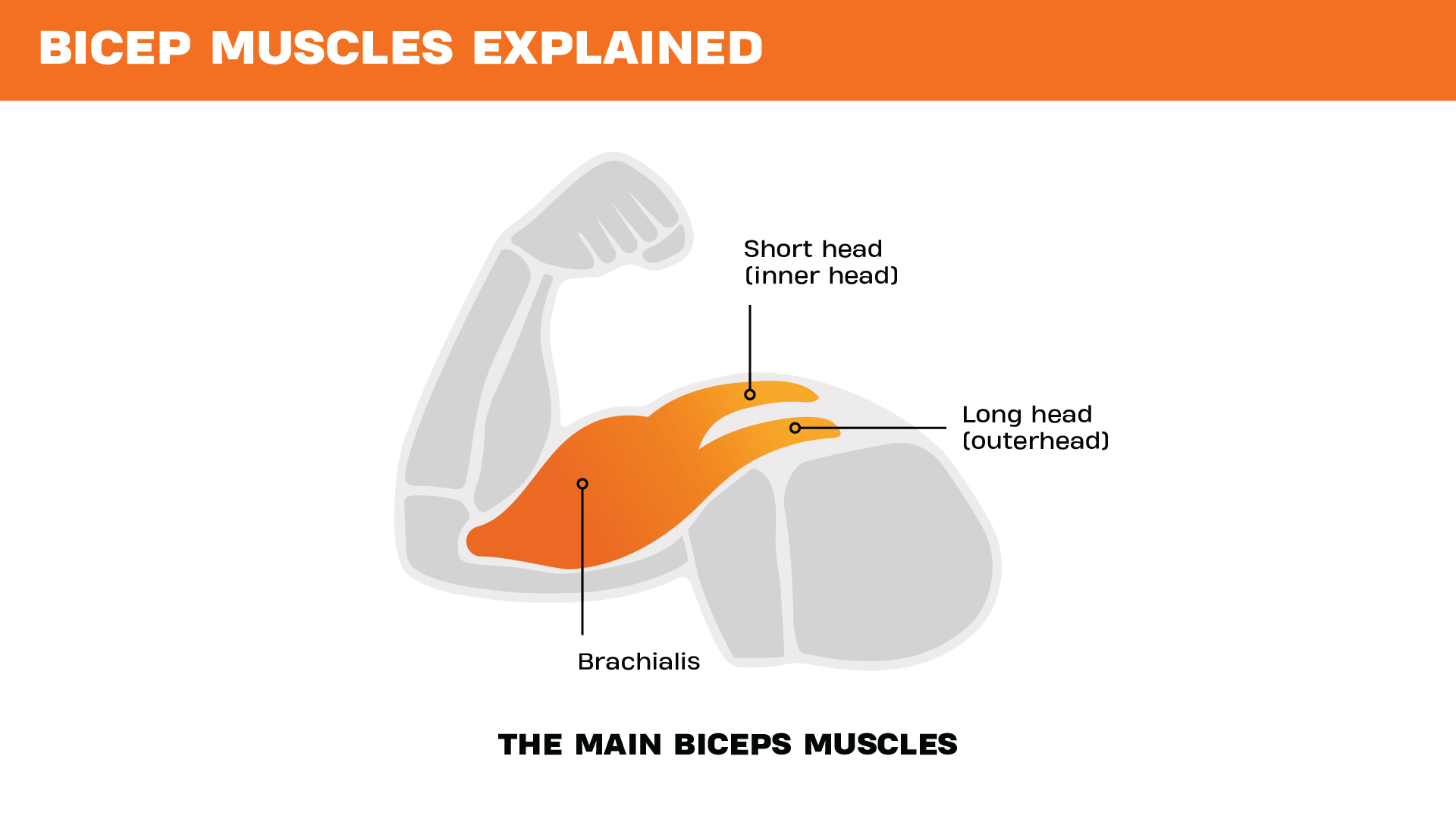 Illustration showing the main bicep muscles, highlighting the short head, long head, and brachialis within a flexed arm diagram.