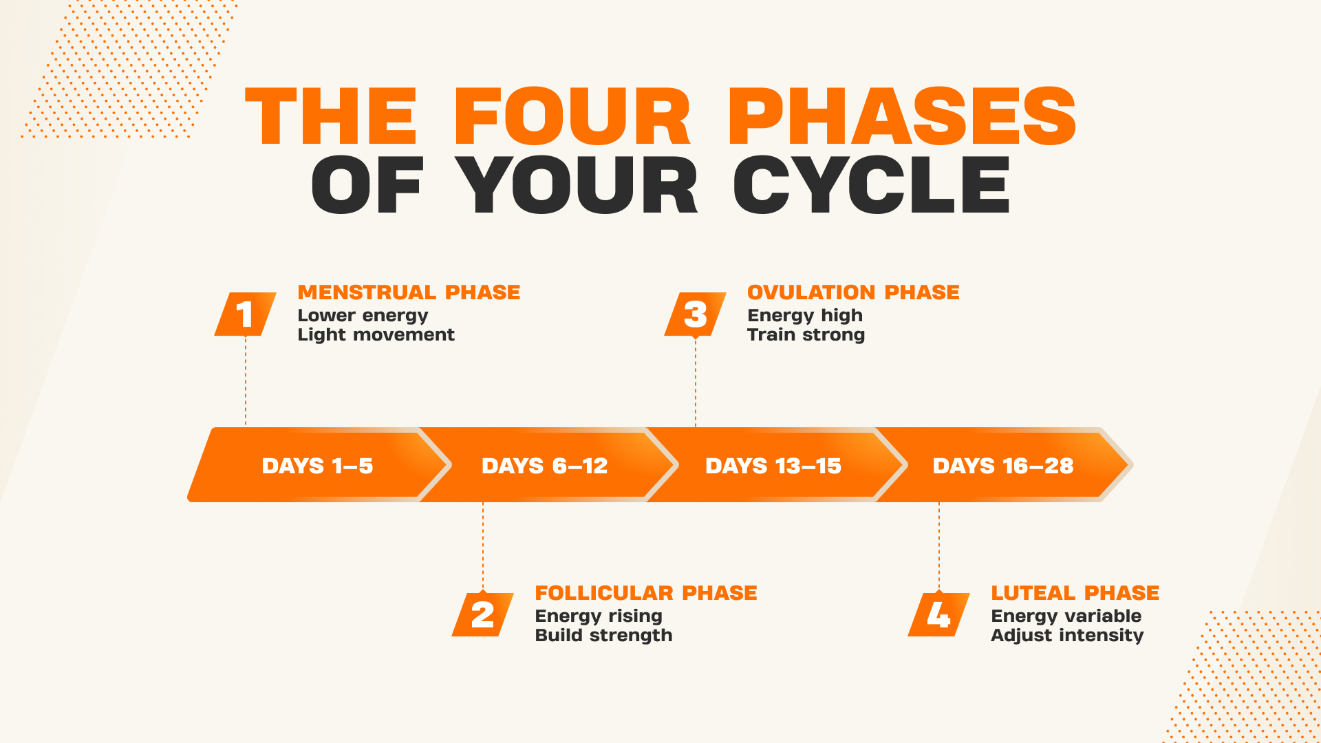 Infographic showing the four phases of the menstrual cycle across a 28-day timeline: menstrual, follicular, ovulation, and luteal, with suggested training intensity for each phase.