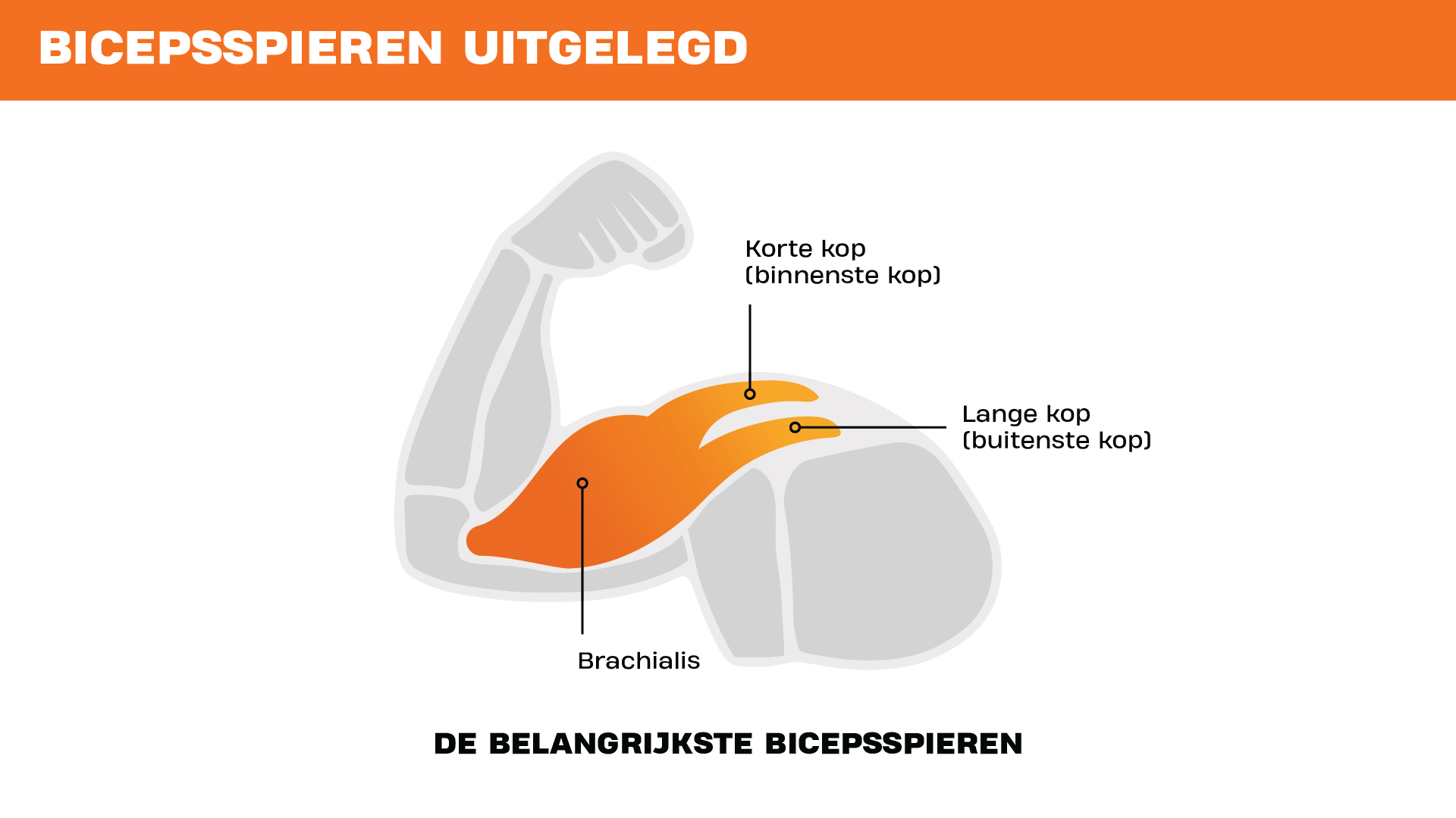 Illustratie van de belangrijkste bicepsspieren, met aanduiding van de korte kop, lange kop en de brachialis in een gebogen arm.