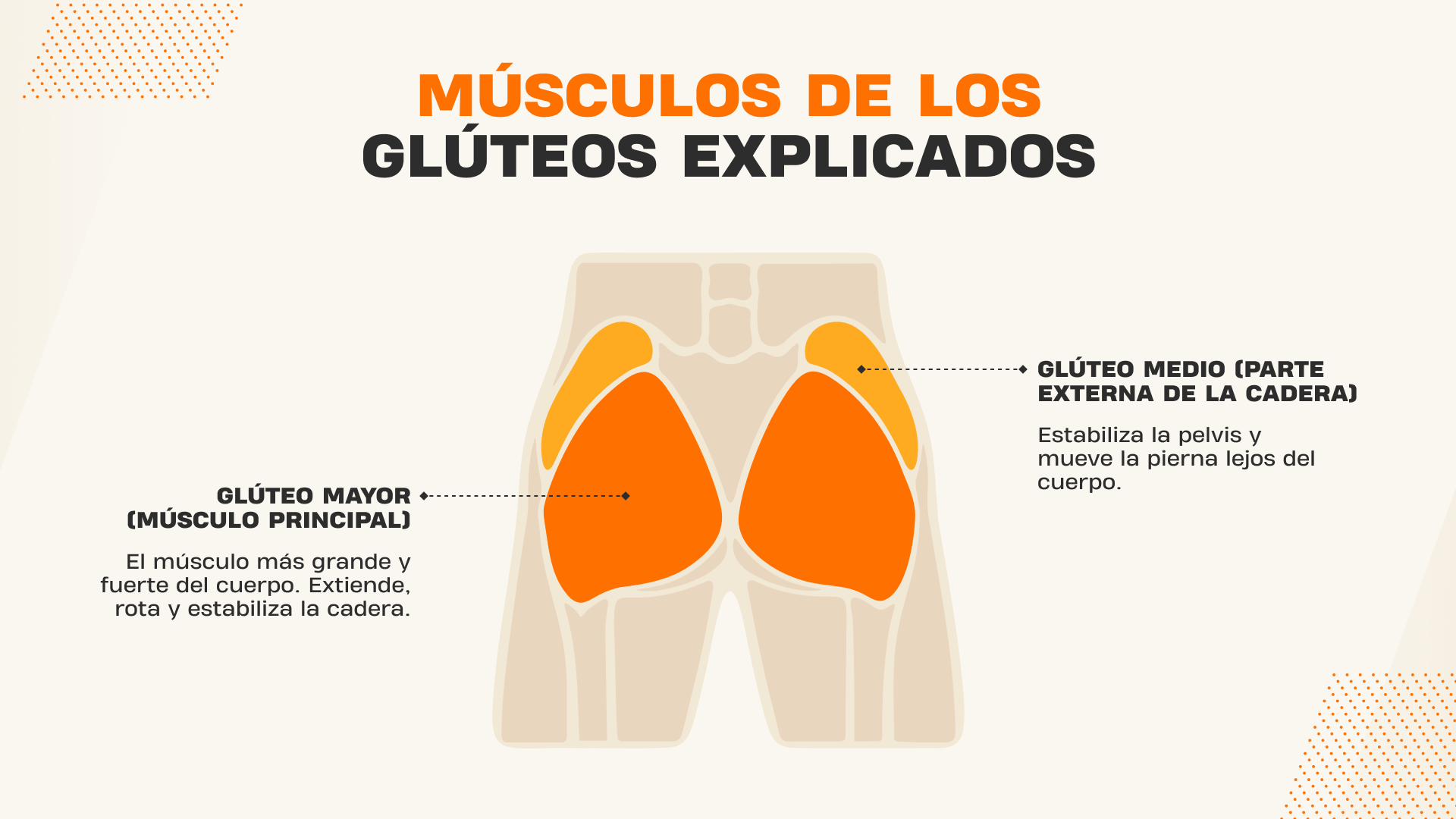 musculos de los gluteos explicados